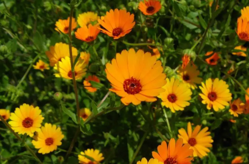 Calendula Flowers