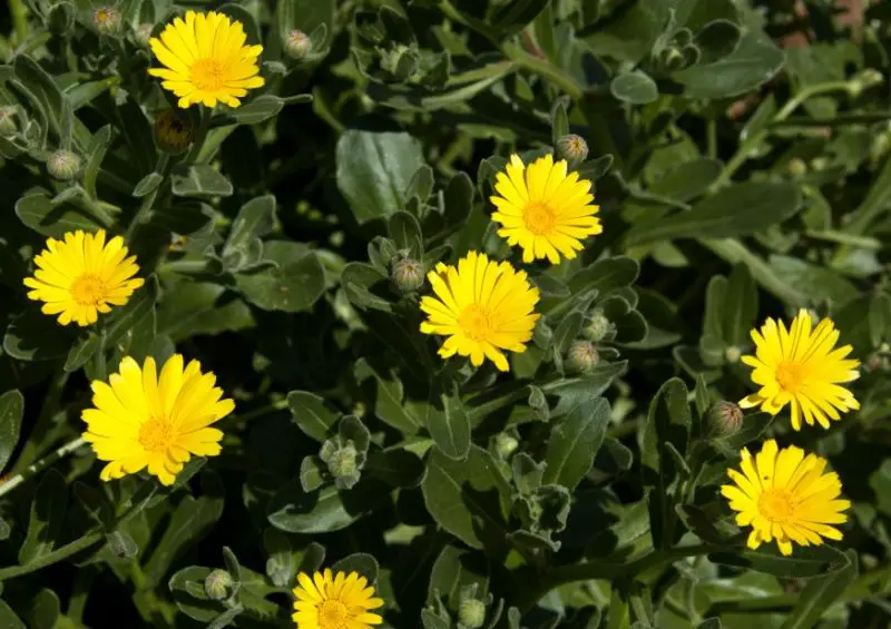 Calendula Flowers