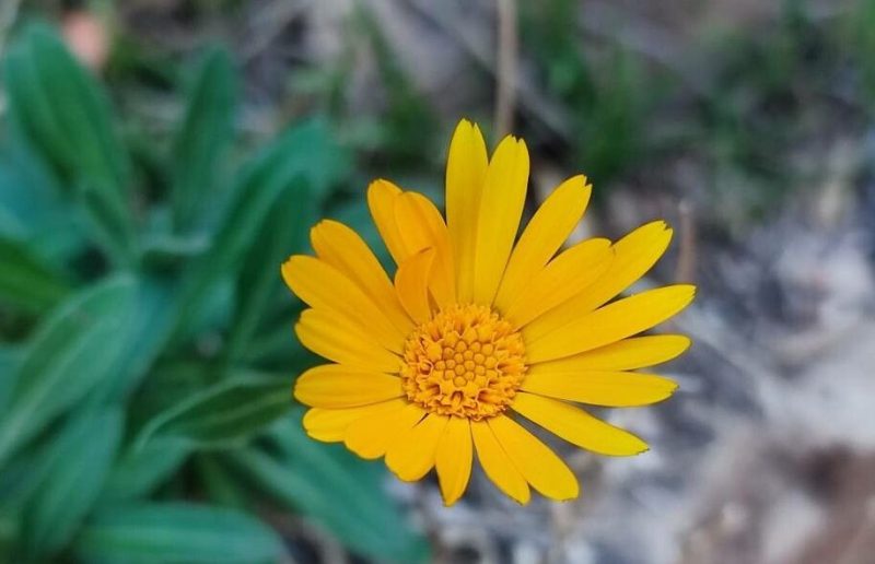 Calendula Flowers