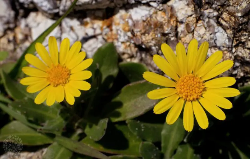 Calendula Flowers