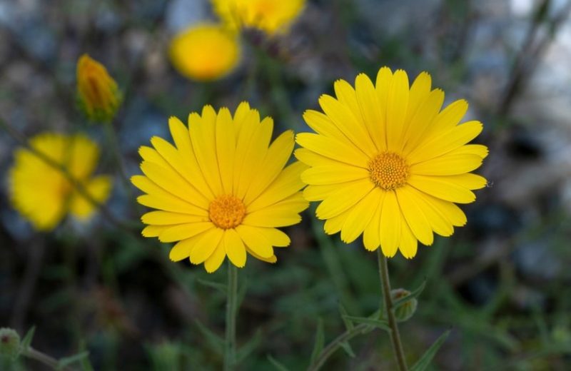 Calendula Flowers