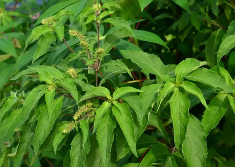 Snake Repellent plants