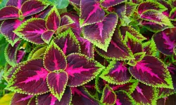 Coleus Plant Care and Growing Guide with Ultimate Tips