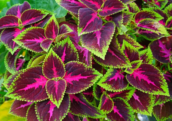 Coleus Plant