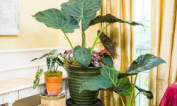 Elephant Ear Plant Care and Growing Guide with Ultimate Tips