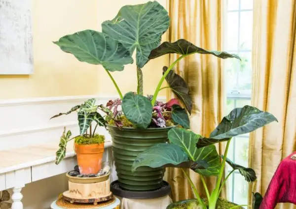 Elephant Ear Plant