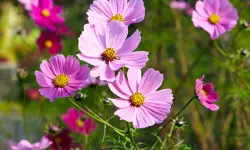 Cosmos Flowers Care and Growing Guide with Ultimate Tips