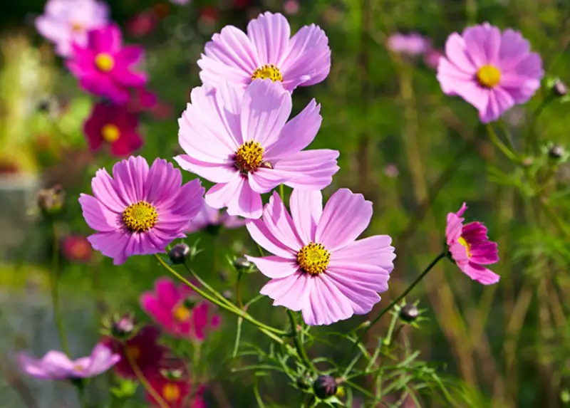 Cosmos Flowers