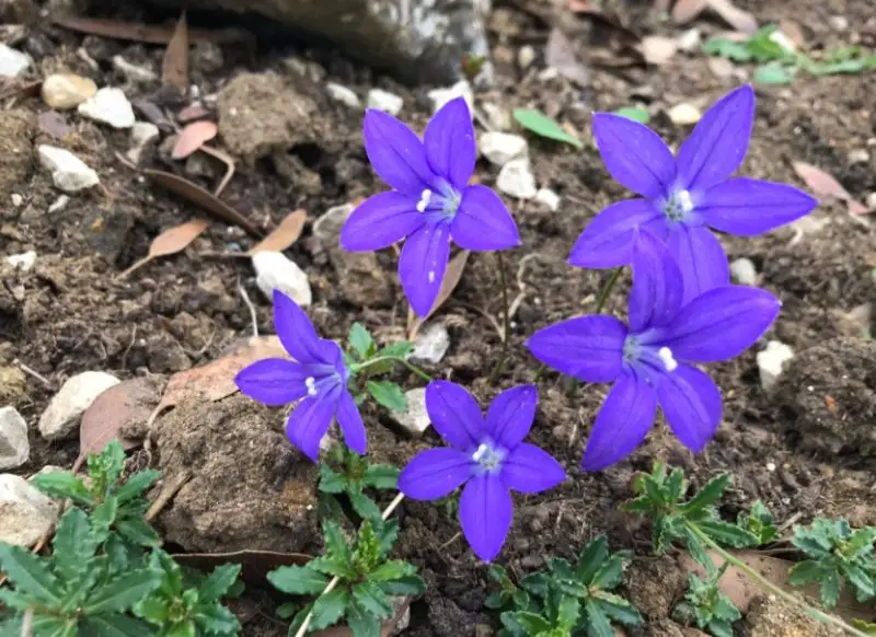 Bluebell Flowers