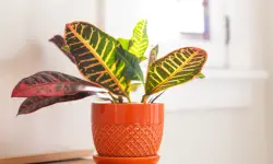 Croton Plant Care and Growing Guide with Ultimate Tips