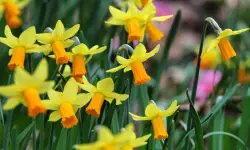 Daffodil Flower Care and Growing Guide with Ultimate Tips