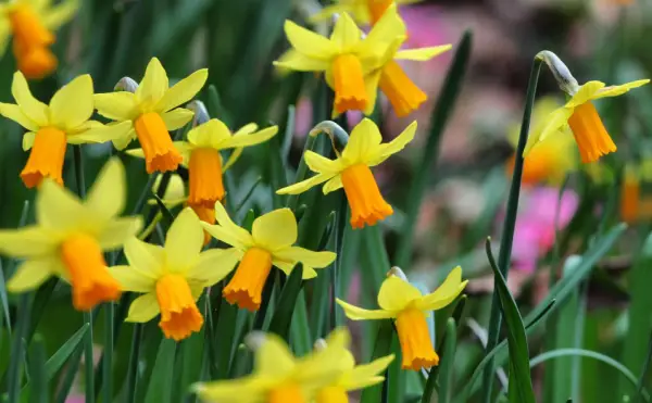 Daffodil Flower care