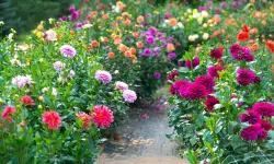 Dahlia Flower Care and Growing Guide with Ultimate Tips