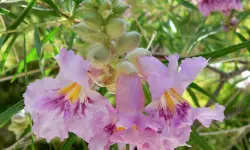 Desert Willow Care and Growing Guide with Ultimate Tips