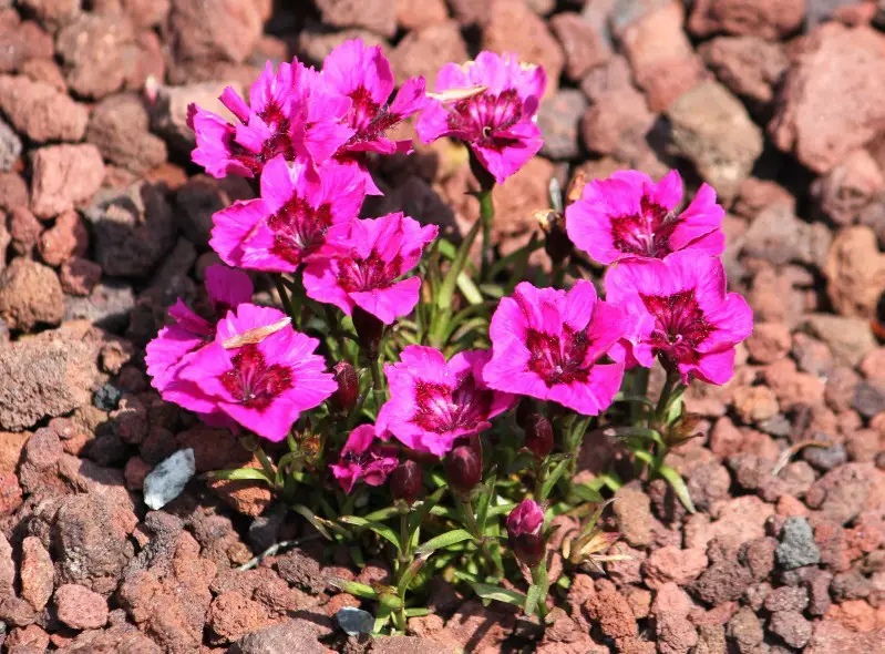 Carnation Flower