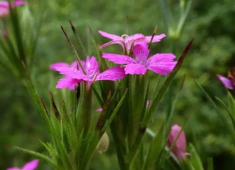 Carnation Flower