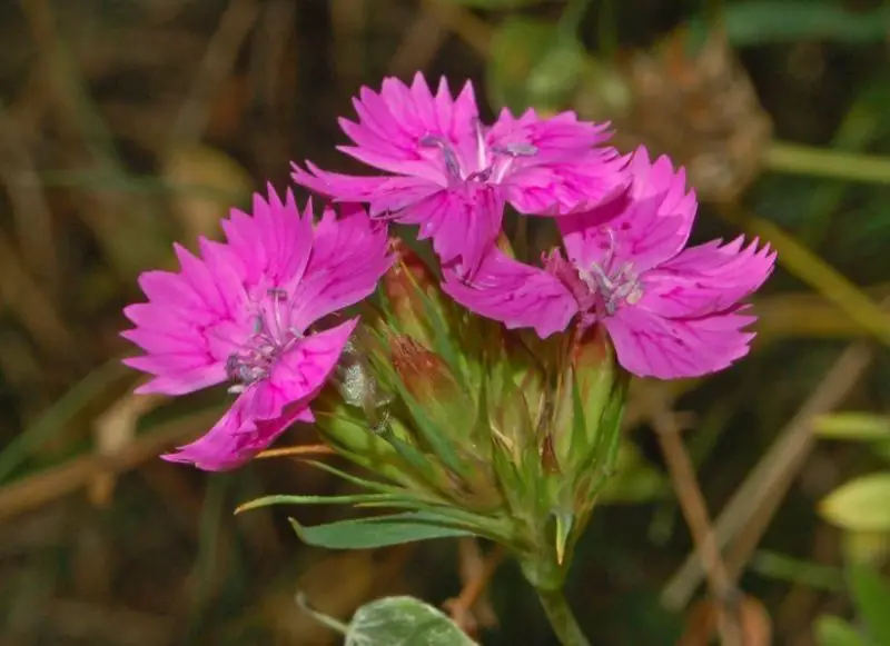 Carnation Flower