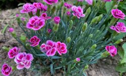 Carnation Flower Care and Growing Guide with Ultimate Tips