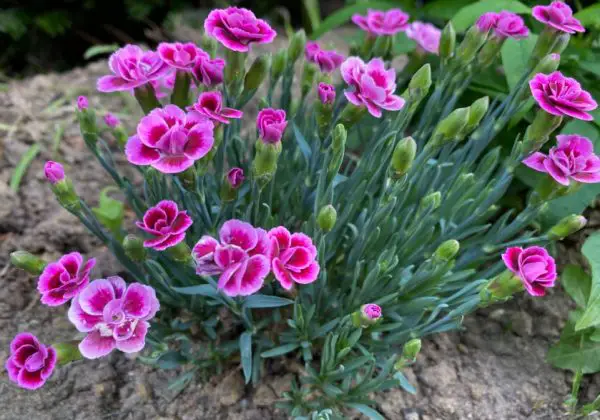 Carnation Flower