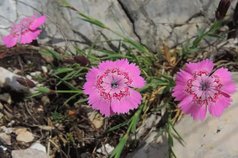 Carnation Flower