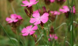 48 Types of Carnation Flowers with Pictures and Names