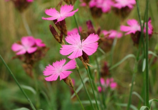 Carnation Flower