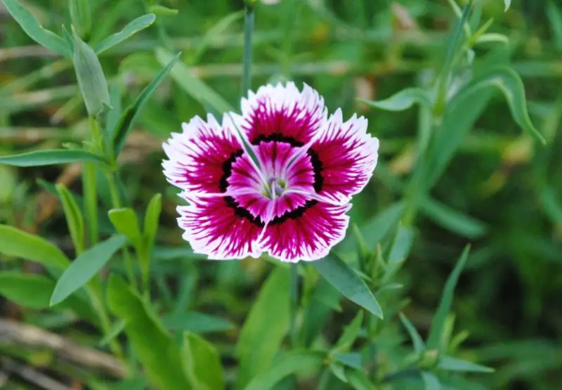 Carnation Flower