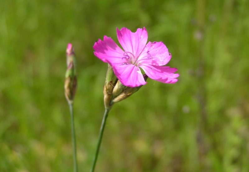 Carnation Flower