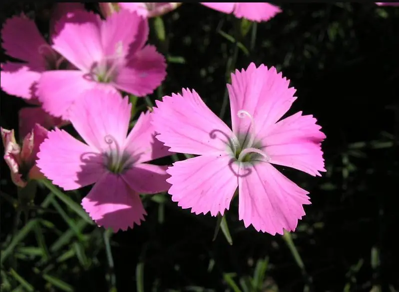 Carnation Flower