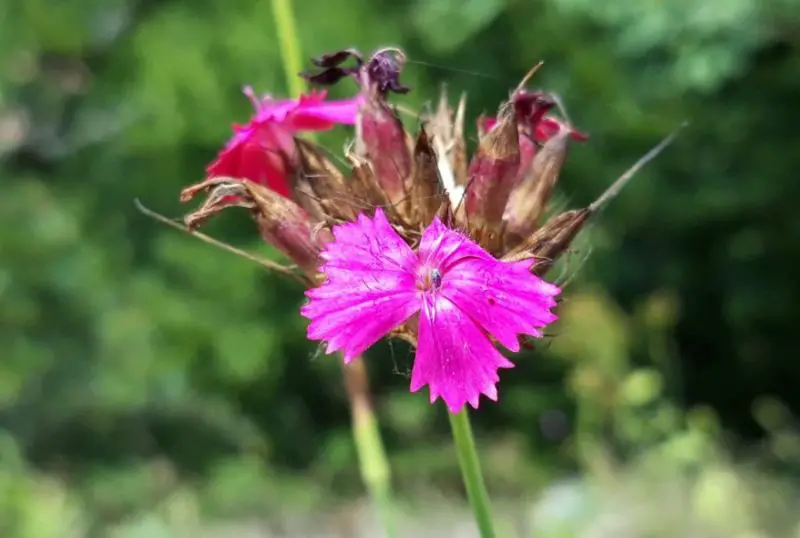 Carnation Flower