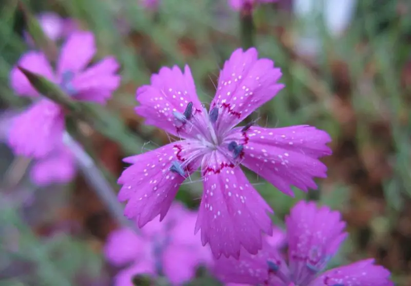 Carnation Flower