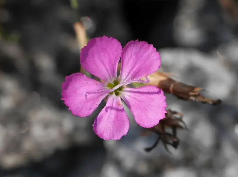 Carnation Flower