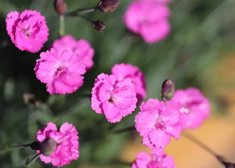 Carnation Flower