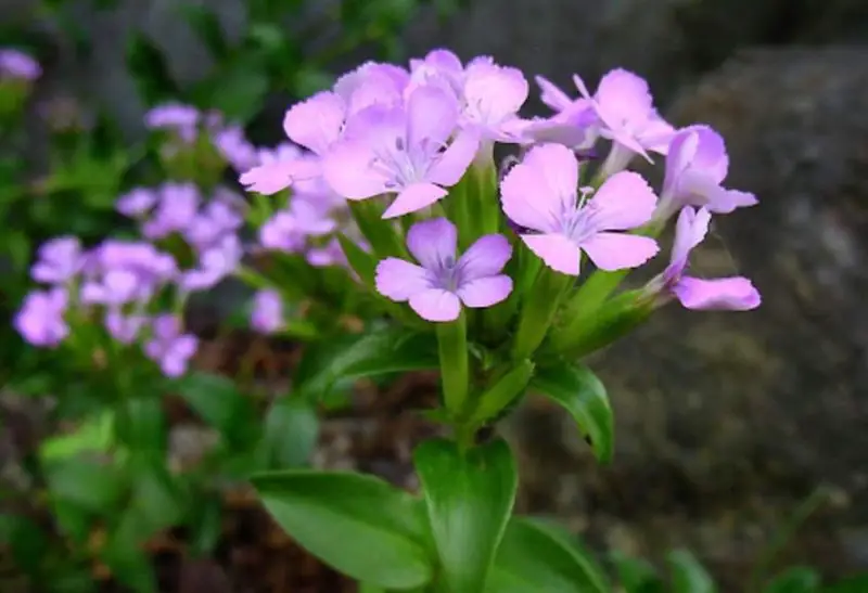 Carnation Flower