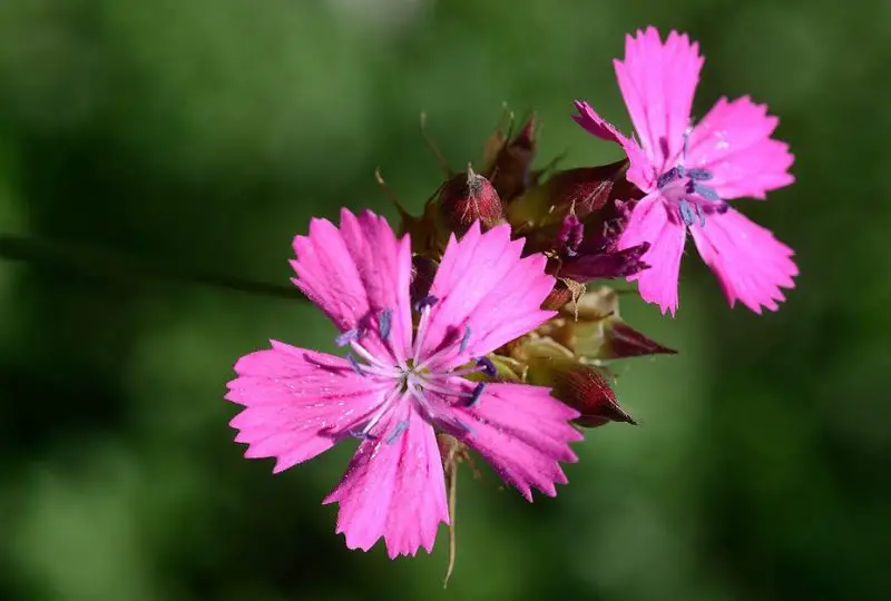 Carnation Flower