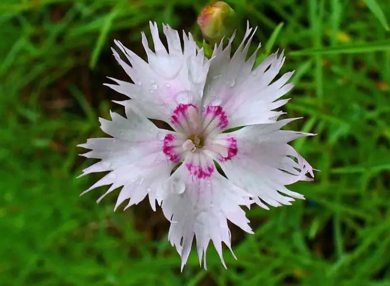 Carnation Flower