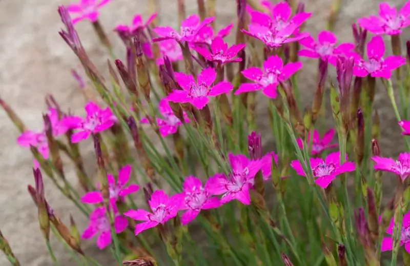 Carnation Flower