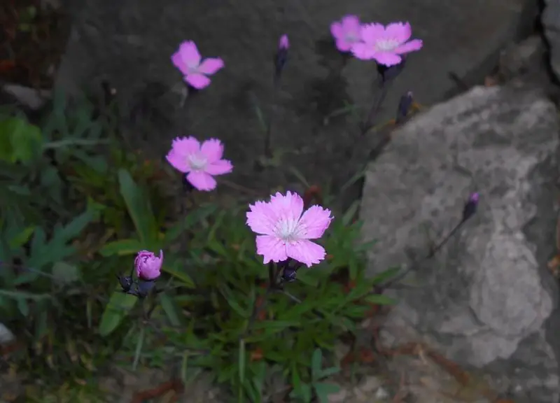 Carnation Flower