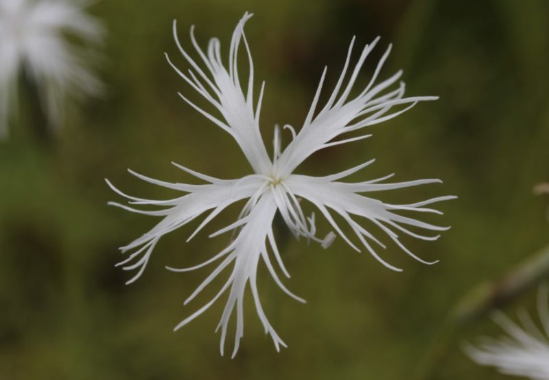 Carnation Flower