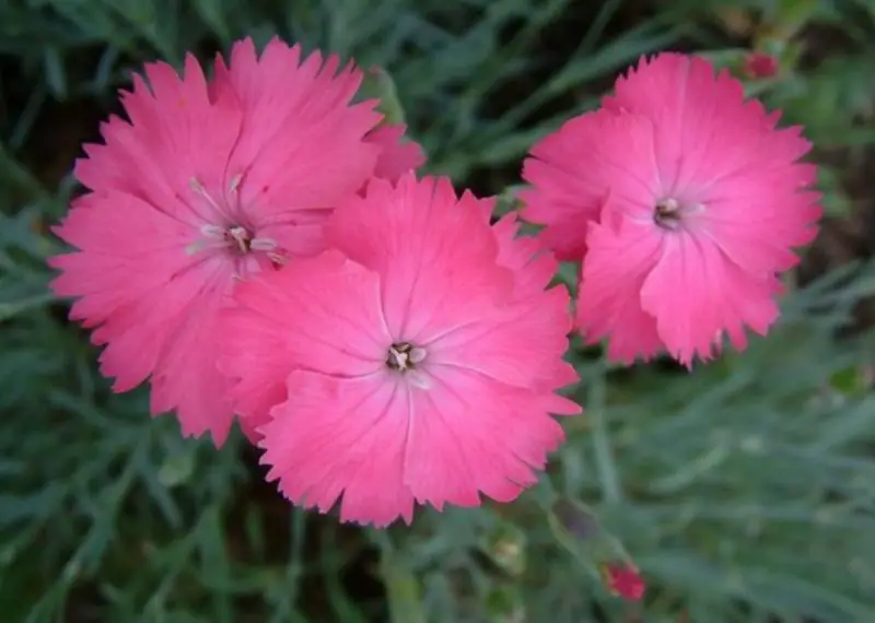 Carnation Flower