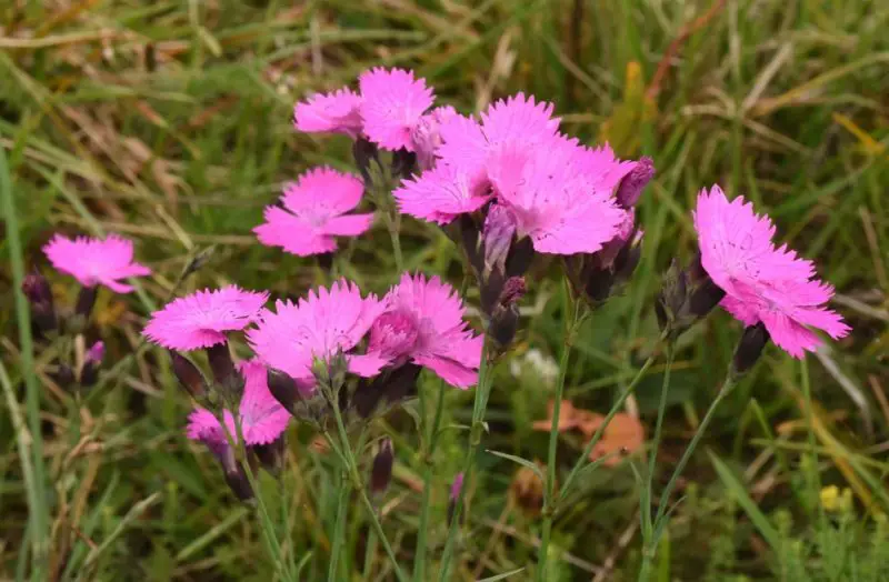 Carnation Flower