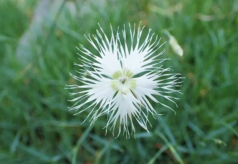 Carnation Flower