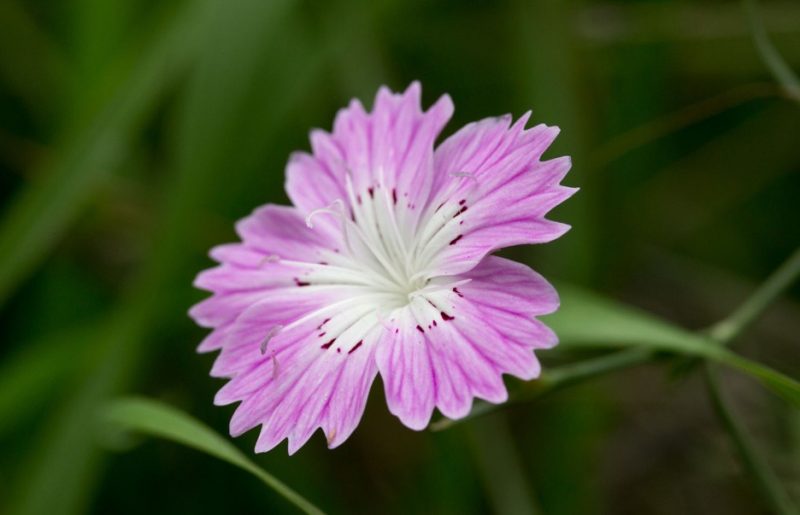 Carnation Flower