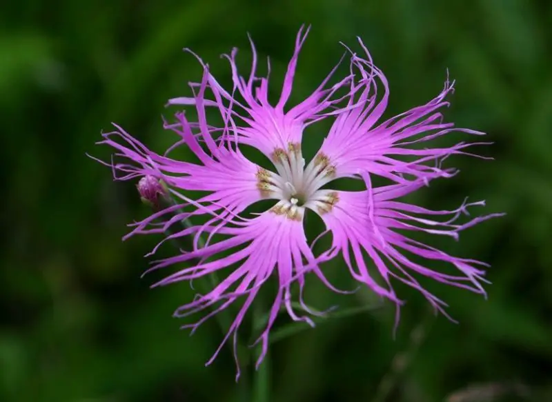 Carnation Flower