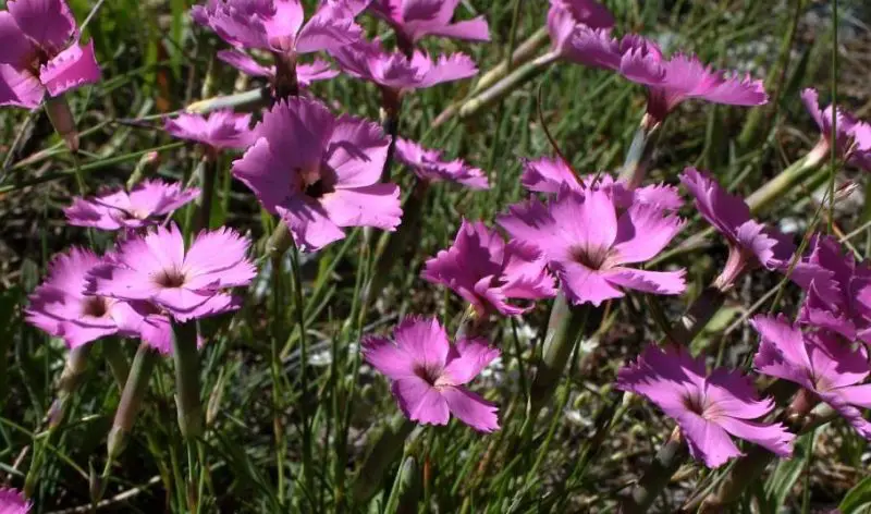 Carnation Flower