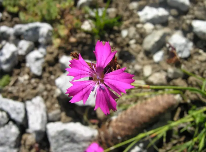 Carnation Flower