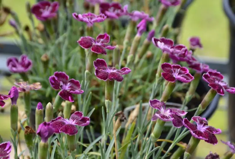 Carnation Flower