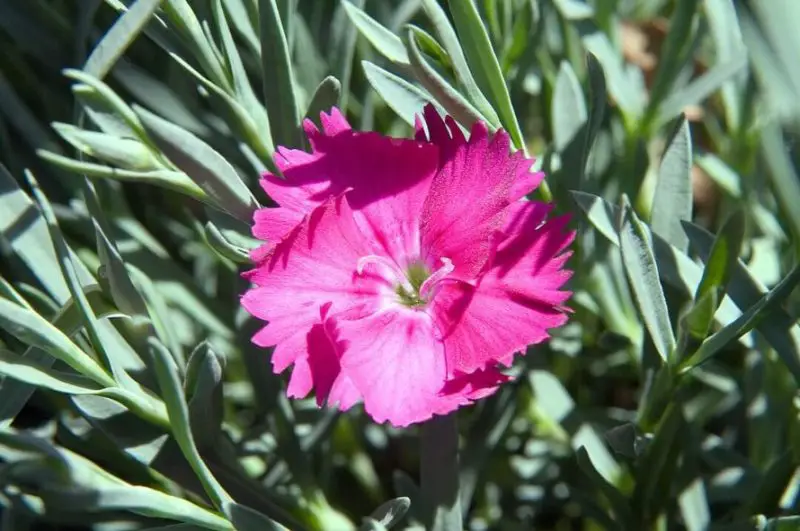 Carnation Flower