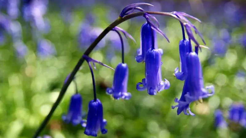 Bluebell Flowers