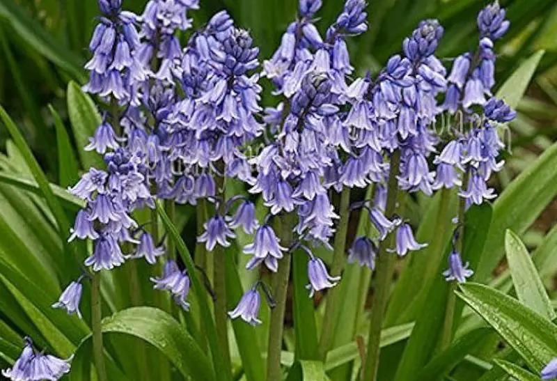 Bluebell Flowers